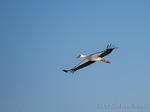 Storch, Störche