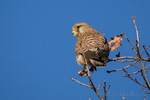 Falke