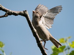 Spatz, Spatzen