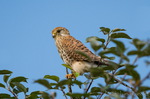Falke