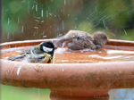 Spatz, Spatzen, Kohlmeise