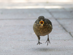 Amsel