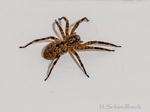 Nosferatuspinne