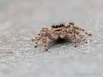 Springspinne