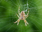 Kreuzspinne