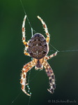 Kreuzspinne