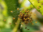 Kreuzspinne Baby
