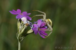 Krabbenspinne