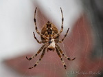 Kreuzspinne