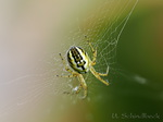Streifenkreuzspinne