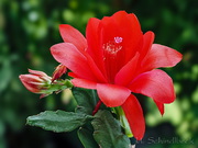 Epiphyllum, Blattkaktus