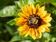 Hummel auf Sonnenblume