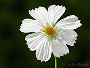Cosmea, Schmuckkörbchen