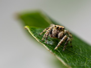 Springspinne