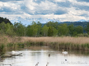 Zellsee Schwäne