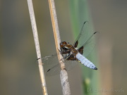 Plattbauchlibelle