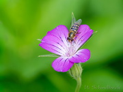 Schwebfliege