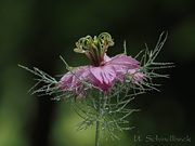 Jungfer im Grünen, Nigella damascena