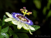 Passionsblume
