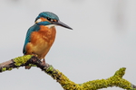 Eisvogel