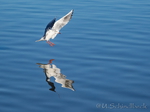 Möwe, Möwen