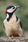 Buntspecht