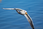 Möwe, Möwen