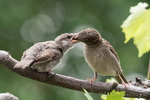 Spatz, Spatzen