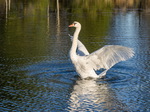 Schwan