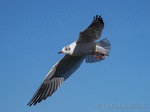 Möwe, Möwen