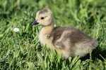 Gans, Gänseküken