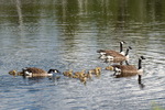 Gänse, Gans
