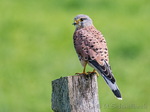 Falke