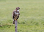 Bussard