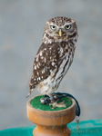 Sperlingskauz