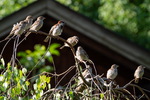 Spatz, Spatzen