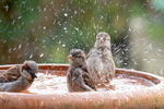 Spatz, Spatzen