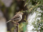 Spatz, Spatzen