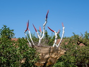 Storchennest Schaugarten Seeshaupt