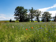Kornblumenfeld