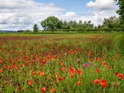 Mohnfeld