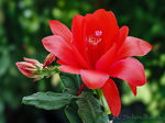 Epiphyllum, Blattkaktus