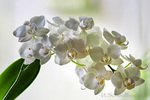 Orchideen