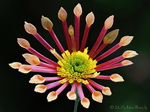 Chrysantheme