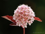 Blasenspiere