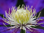 Clematis