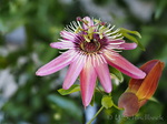 Passionsblume