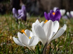 Krokus