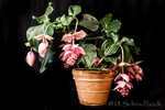 Medinilla