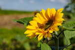 Sonnenblume